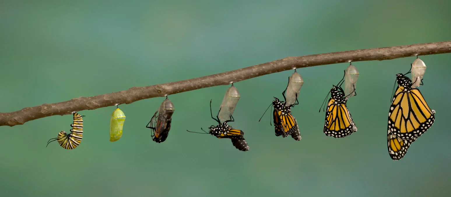 Metamorfose dos artrópodes